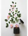 Naturkosmetik