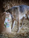 Hunde-Trockenfutter