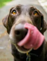 Hunde-Kausnacks